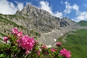 85 Rododendro irsuto (Rhododendron hirsutum) per la Corna Piana